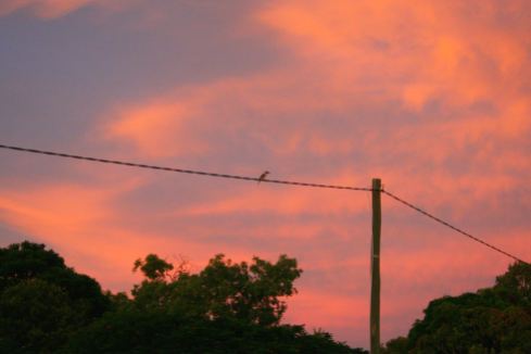 Die Sonne fäbrt den bewölkten Himmel rot und blau - ein Kookaburra macht es sich vor dieser Szene gemütlich.